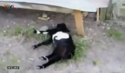 Video: Những chú dê bất ngờ lăn ra...ngất